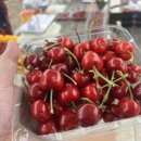 진도체리원 이미지