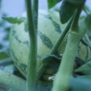 꽃무지풀무지유치원 이미지