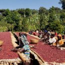 구지농장 이미지