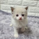 르샤보떼 이미지