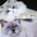 랙돌캐터리 알렉산더돌스 이미지