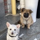 웅참치 이미지