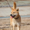 진도개 사랑 이미지