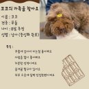 다시사랑받개 이미지