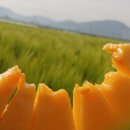 식이네농장 이미지