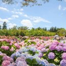 신례동로 이미지