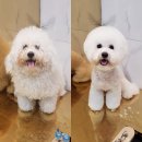 바비숑펫살롱 | 내가 바비인형이 안된다면 너라도 바비인형으로!!