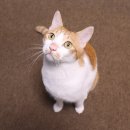 스마트심바이오 이미지