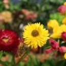 꽃나라라방드 | 졸업꽃다발(학위수여식),겨울철에 어울리는꽃다발/강남구청역꽃집,홍대졸업꽃