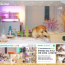 일신한의원 | 제주고양이분양 후기 우리 아이 웃음소리가 돌아왔어요