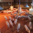 주상농장 이미지