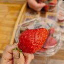 재님농장 | [춘천 이색 데이트] 주말 체험 농장알로록춘천딸기 후기