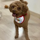 똑똑독 | 닥터독 베츠초이스 뉴트리션 S+ 강아지 피부 영양제 피부관리