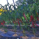 아홉사리농장2 이미지