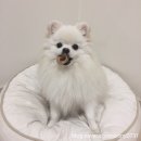 지산동물병원 | 강아지 간식 “후코이단20/후코명태”