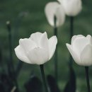 튤립 이미지