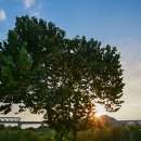 나무한그루 이미지