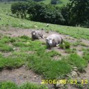 대관령 농장 이미지