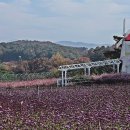 고석정 꽃축제 이미지