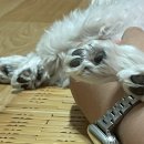 사랑헌