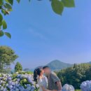 진성팜 | 거제 수국명소 가볼만한곳 썬트리팜 저구항 조선해양문화관 실시간