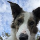 퍼피스카우트 이미지