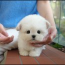 보은메디칼 이미지