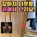 화곡6동주민센터 | 강서구 안방문 보수 나무문수리 페인트 리폼, 강아지 발톱 긁힘 원상복구 사례