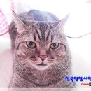 천록(아) 이미지