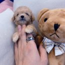 타이니펫 송파헬리오시티점 이미지