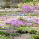 들국화(만수)마을 이미지