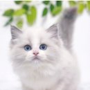 대구고양이분양 도로시펫 이미지