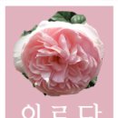 에코제나 이미지