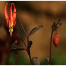 도비산 등산로 이미지