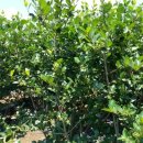 백우농장 이미지