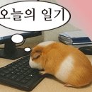 불티분식
