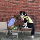 퍼피 켄넬 | 중형견 보더콜리 켄넬 사이즈 추천