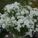 이베리스 이미지