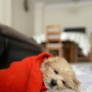 반려동물행동교정사 이미지