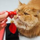 냥냥키티 이미지