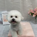 댕댕뷰티 이미지