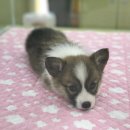 개밥나라 이미지