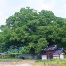 남원 진기리 느티나무 이미지