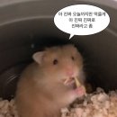 장성원 부대찌개(구산역지점) | 0706 풋살 전후로 맛있는거만 먹는 사람