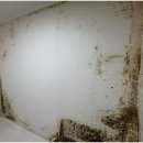 코리아동물약품 | 고양 곰팡이 제거 확실한 방법으로 시공해주는 업체!