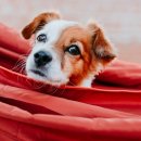 안양유지사료 이미지