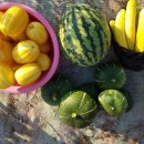 혜진농장 이미지