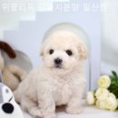 위클리독 강아지고양이분양 일산점 이미지