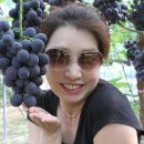 대가포도농원 이미지