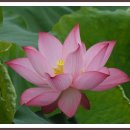 연꽃마을건넌들 Daum카페